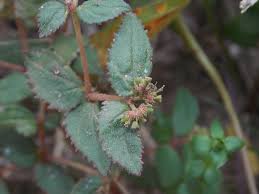 Image result for Euphorbia ophthalmica