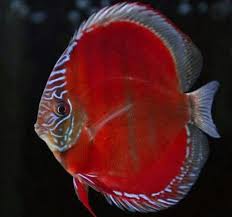 David Szabo Adli Kullanicinin Fishes Panosundaki Pin Balikcilik Balik Hayvanlar