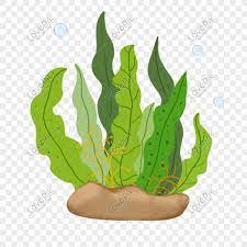 5 sebab kenapa anda perlu beli. Rumpai Laut Gambar Unduh Gratis Imej 401270312 Format Psd My Lovepik Com