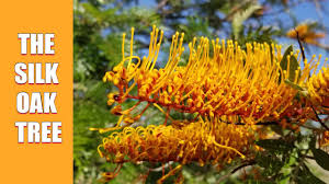Image result for Grevillea robusta