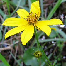 Image result for Bidens