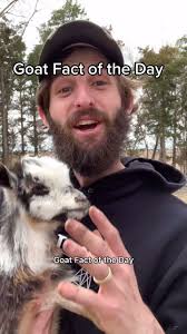 👃🏻🐐#goat #goats #pet #pets #fyp #foryou #foryoupage #shilohfarm #animal  #animals #fact #facts #cool #male #female #smell #ram #lol #farm #zoo #wow