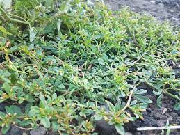 The best way to wash it without giving harm to its leaves is to cut off. Sarsalida Papait Bitter Leaf Or Slender Carpetweed To Lower Blood Glucose Steemit