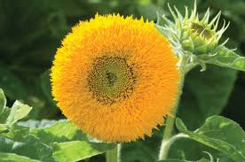 Maybe you would like to learn more about one of these? Teddy Bear Sunflower Seed Johnny S Selected Seeds