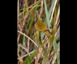 Image result for Microcharis