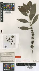 Image result for Tricalysia pallens