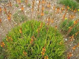 Bulbine frutescens (asphodelaceae), a traditional medicinal plant in south africa possess bioactive flavonoids and terpenoids. Bulbine Frutescens Hallmark Asphodelacees Liliacees Galeries De Photos Hallmark Photos