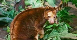 Contoh flora australis adalah kayu gaharu. Persebaran Fauna Asiatis Peralihan Dan Australia Di Indonesia