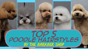 Exclusively for cropped hair, a few spikes give an edge and when teamed up with softer girlish accessories they make you feminine but bold. Top 5 Poodle Hairstyles The Barkber Shop Youtube