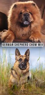 German Shepherd Chow Mix A Large Loyal Cross Breed The german shepherd dog is one of the smartest and loyal breeds.