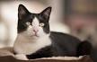 The Tuxedo Cat - Cat Breeds Encyclopedia