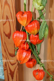 フォトライブラリー