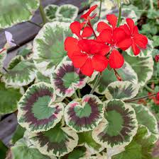 Image result for Geranium vagans