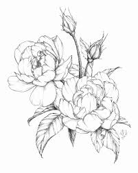 Flowers Coloring For Sale Luxury Awesome Peony Flower Coloring Pages Trasporti Flower Line Drawings Flower Drawing Peony Drawing