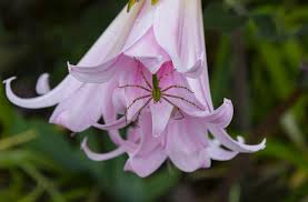 Image result for Crinum paludosum