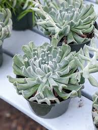 Echeveria elegans blue, yeşil mavi ve sık yapılı yaprakları ile harika bir sukulent bitki türüdür. Echeveria Care How To Care For Echeveria Succulents Indoors