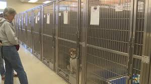 90025 conveniently located just off santa monica blvd and the 405 freeway, minutes from century city mall. Displaced Hurricane Laura Animals Up For Adoption In West Michigan Empty The Shelters Event Abc10 Com
