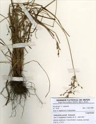 Image result for Fimbristylis scabrida