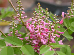 Image result for Indigofera cecilii