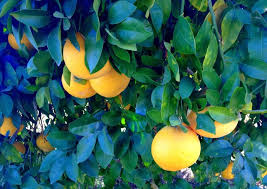 These grape fruit tree are customizable and available in all plant varieties. Grapefruit Tree Archives Desert Gardening 101