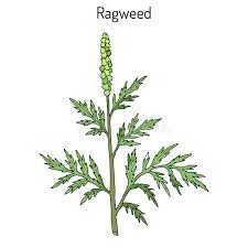 50 видео 303 просмотра обновлен 19 нояб. Ragweed Stock Illustrationen Vektoren Kliparts 674 Stock Illustrationen