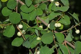 Image result for Flueggea