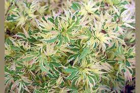 Named 'floating cloud' for the heavily variegated leaves that are almost. Variegated Japanese Maples Colorful Wonders Puget Sound Plants