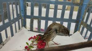Another suggested method is to toss the head. Golden Crowned Sparrow With A Badly Injured Neck Wildcare