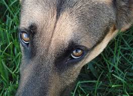 This Genetic Condition Could Affect Your German Shepherd S Beautiful Eyes