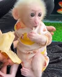 Keith~Keith Boe...Fatty Patty has a baby at the Rathdrum Zoo??? Adorable!