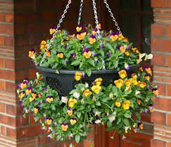 A very reliable favourite for winter displays such as tubs, borders and hanging baskets. How To Plant An Easy Fill Hanging Basket For Winter Blog At Thompson Morgan