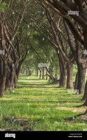 Image result for Samanea saman