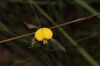 Image result for Crotalaria mildbraedii