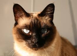The siamese cat is one of the first distinctly recognized breeds of asian cat. Siamese Cat Names 500 Names For Male Female Siamese Cats