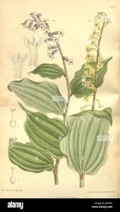 Image result for Ochthocharis dicellandroides