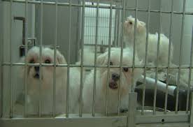 Never from a puppy mill. 30 Maltese Dogs Taken From Home Up For Adoption At Lcdas
