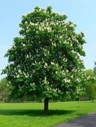 Flowering landscape trees are the crown jewels of the residential landscape, offering shape, color, and shade. 60 Popular Trees That Grow In Ohio Ideas Popular Tree Plants Tree