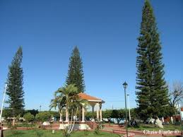 Image result for Araucaria columnaris