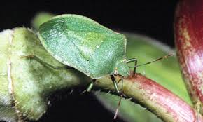 They were easily spotted on decomposing leaves and thin branches on the ground at. Southern Green Stink Bug Nezara Viridula Linnaeus