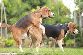 Sex perros