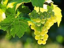 Image result for Vitaceae