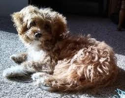 See full list on 101dogbreeds.com A Lovable Surprise The Doxiepoo Animalso