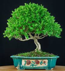 J'ai un carlin mâle depuis plus d'un an et j'en suis très contente. A Quoi Faire Attention Quand Vous Achetez Un Bonsai