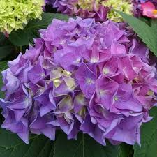 The amount of spices we'll get from these spiciest dance king and queen dancing with 50 dancers and they challenge us on tiktok i'm. Hydrangea Lets Dance Rhythmic Blue Buy Hydrangea Big Leaf Shrubs Online