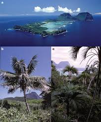 Lorenzo e lorival baixar / gabi fratucello impressionando os anjos baixar / tô aqui. Sympatric Speciation In Palms On An Oceanic Island Nature