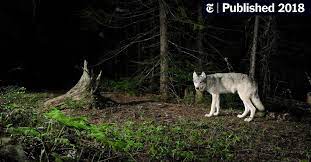 But one wolf i think i could take. Who S Afraid Of The Big Bad Wolf Scientist The New York Times
