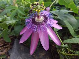 Image result for Passiflora