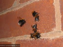 Often confused with carpenter bees, bumble bees are bumble bees don't make holes or tunnels in wood, but will nest in abandoned rodent burrows, under piles occasionally, bumble bees will establish a nest above ground in a wall, firewood pile, shed. Bumblebee Nests