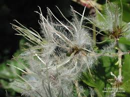 Image result for Vincetoxicum apiculatum