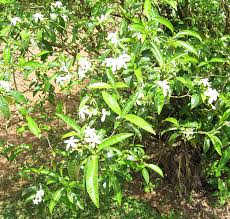 Image result for Tabernaemontana odoratissima